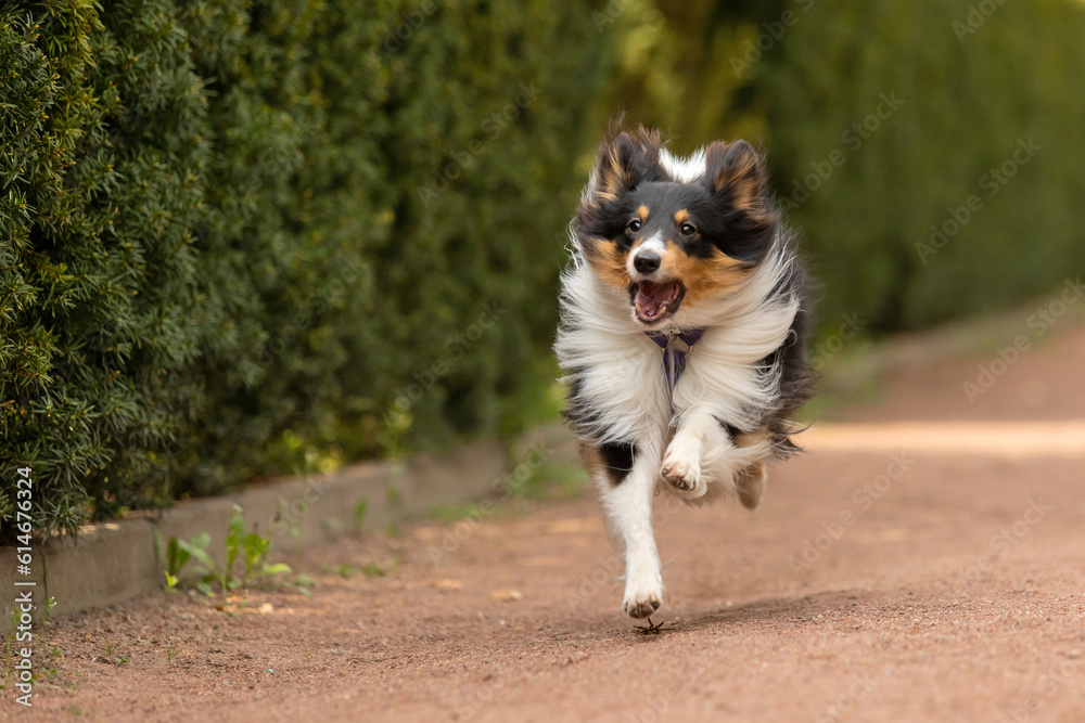 Active Sheltie dog enjoying a stroll in a beautiful park - a captivating stock photo capturing the energy and liveliness of the breed amidst the scenic surroundings.