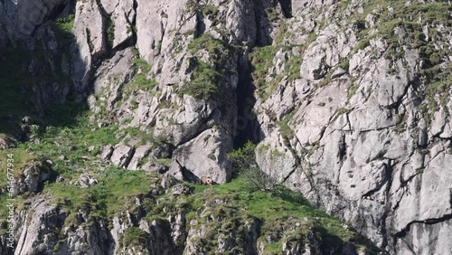 Oso ibérico cantabrico en libertad en su entorno natural  photo