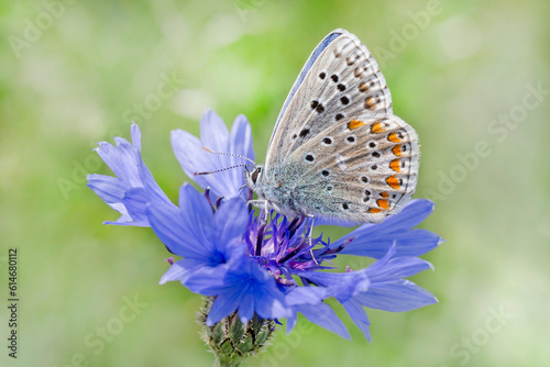 blue lycaenidae butterfly sitting on cornflower