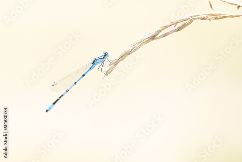 Common Bluet 2 photo