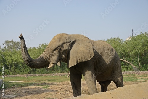 Big African elephant at Delhi zoo   India