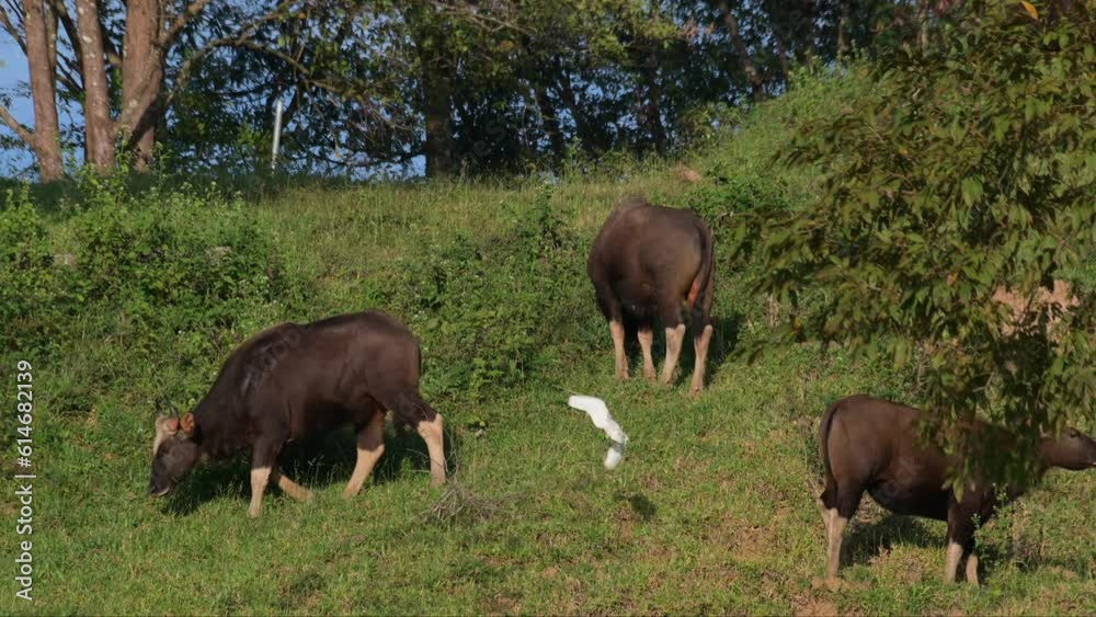 Three individual grazing as the other facing to the right and then an Egret arrives,Gaur Bos gaurus, Thailand Three individual grazing as the other facing to the right and then an Egret arrives,Gaur Bos gaurus, Thailand