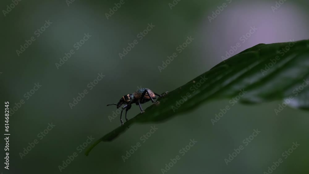 A zoom out of this lovely weevil while resting on the tip of a leaf deep in the jungle, Metapocyrtus Orthocyrtus hirakui sp. nov. Weevil, Male, Philippines A zoom out of this lovely weevil while resting on the tip of a leaf deep in the jungle, Metapocyrtus Orthocyrtus hirakui sp. nov. Weevil, Male, Philippines