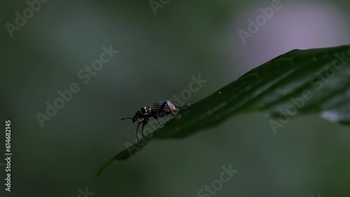 A zoom out of this lovely weevil while resting on the tip of a leaf deep in the jungle, Metapocyrtus Orthocyrtus hirakui sp. nov. Weevil, Male, Philippines photo