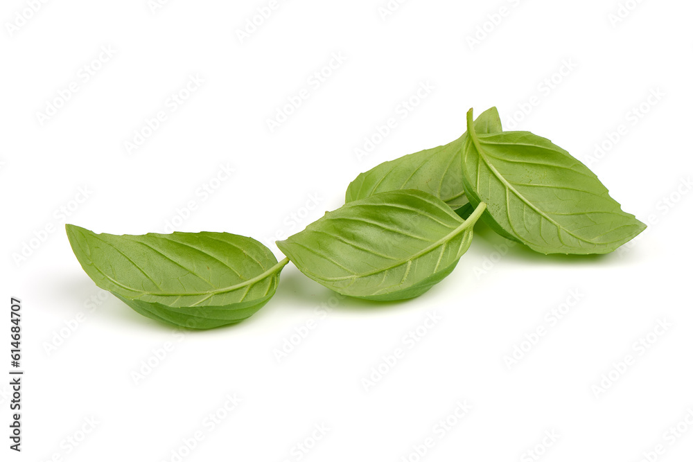 Fresh basil leaves, close-up, isolated on white background. Fresh basil leaves, close-up, isolated on white background.