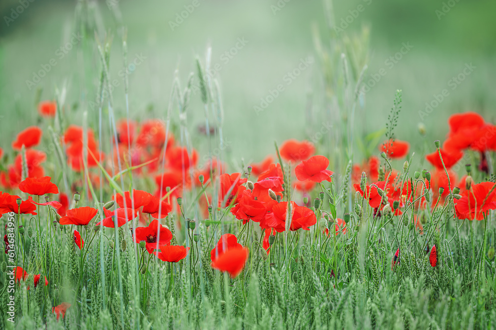 Obraz premium Field of bright red corn poppy flowers in summer
