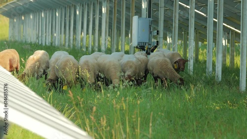 Mouton pâturage sous panneau solaire pour entretenir.