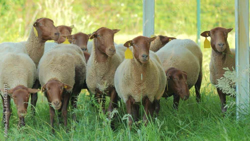 Mouton pâturage sous panneau solaire pour entretenir.