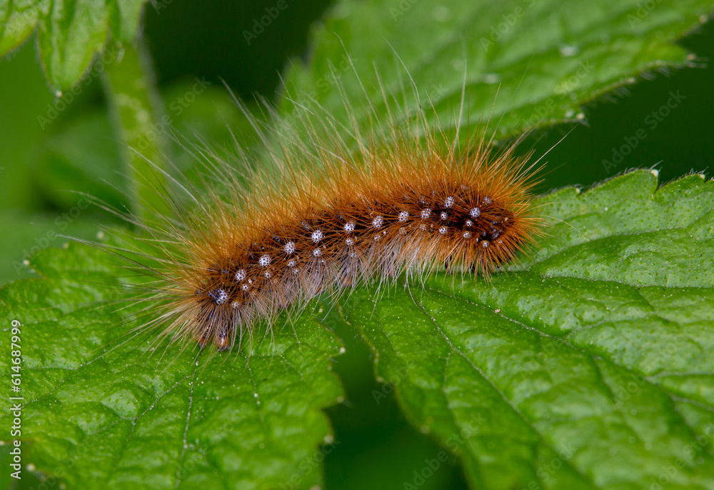 Macrophotographie d'une chenille - Ecaille martre - Arctia caja Macrophotographie d'une chenille - Ecaille martre - Arctia caja