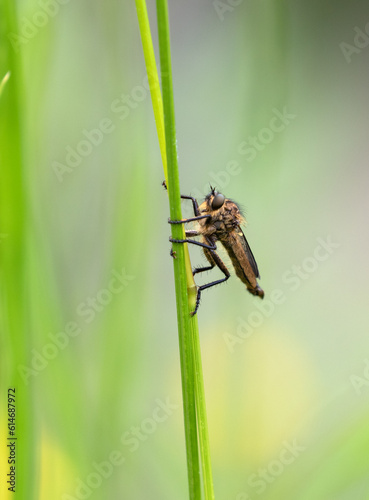 Macrophotographie d'un insecte - Asile - Eutolmus rufibarbis