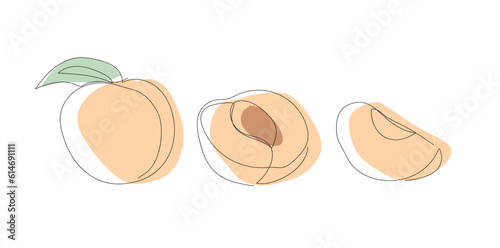 peach. a drawing drawn with a single line. black lines with added color. peach slices. modern style of drawing. vector. juicy fruit.