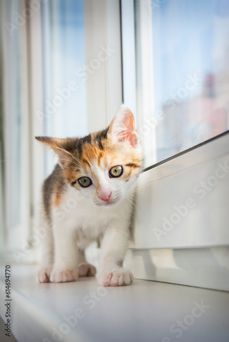 A small tricolor kitten walks on the windowsill.