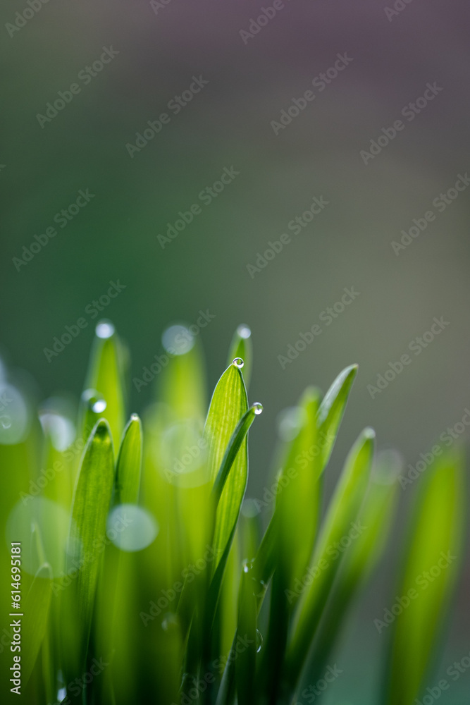 Fototapeta premium detalhe relva
