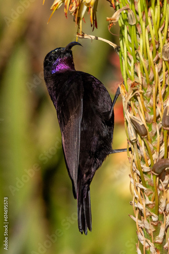 Amethyst Sunbird at The Aloe Farm, Hartbeespoort dam