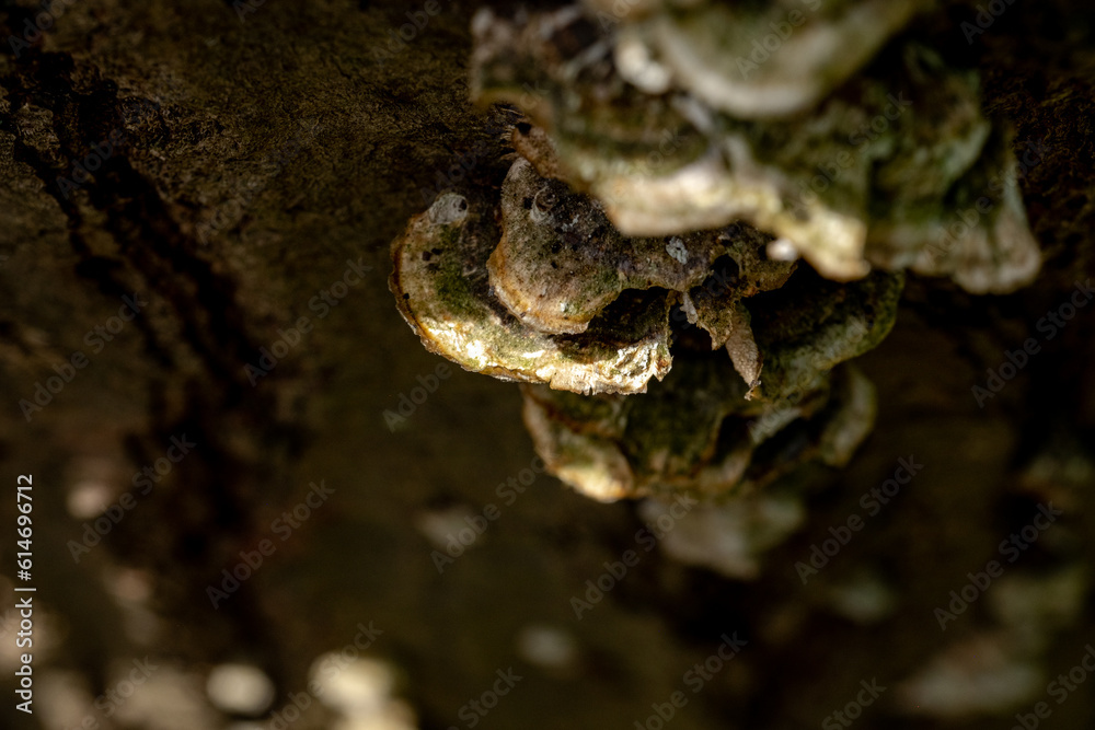 nature details nature details