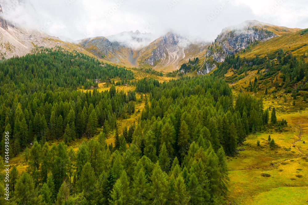 Tall coniferous trees at the foot of the mountain near the renowned Giau Pass. 