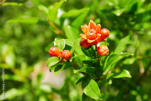 Bright orange sunlit pomegranate flowers in the wild forest. European herbs and plants