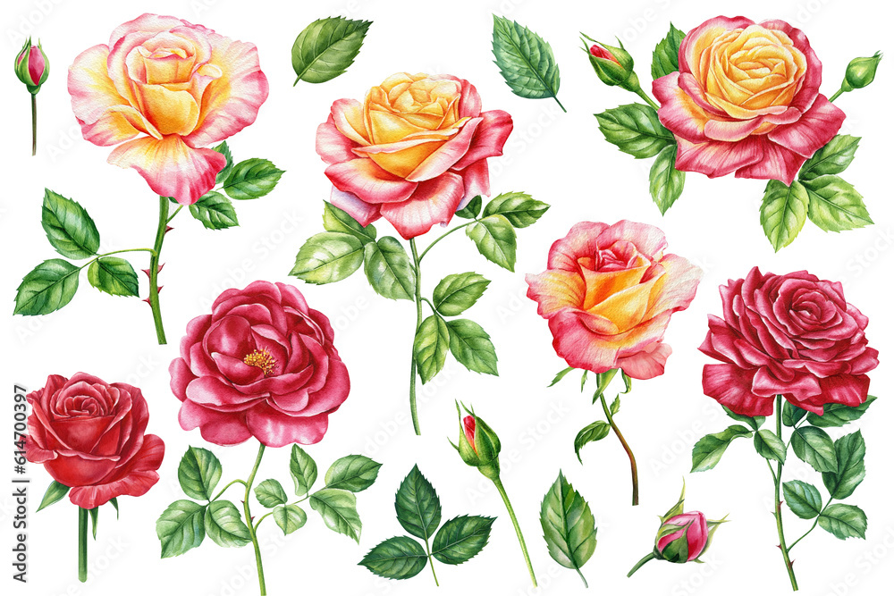 Roses set, Flower, bud and leaves elements for wedding invitations, birthdays, cards. Watercolor floral illustrations Roses set, Flower, bud and leaves elements for wedding invitations, birthdays, cards. Watercolor floral illustrations