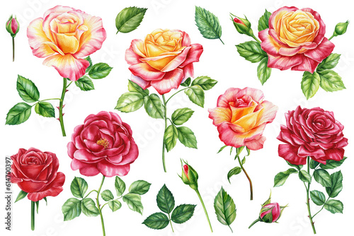 Roses set  Flower  bud and leaves elements for wedding invitations  birthdays  cards. Watercolor floral illustrations