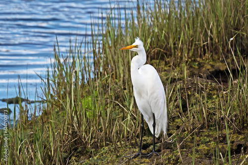 A Great Egret (Ardea alba), also known as the common egret or large egret stands at the edge of the salt marsh in Mattapoisett, Massachusetts. photo