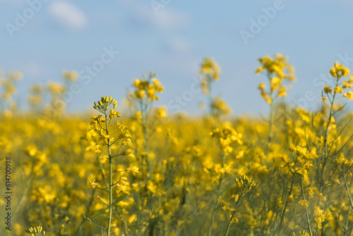 Rape with yellow flowers in the canola field. Product for edible oil and bio fuel © Martin