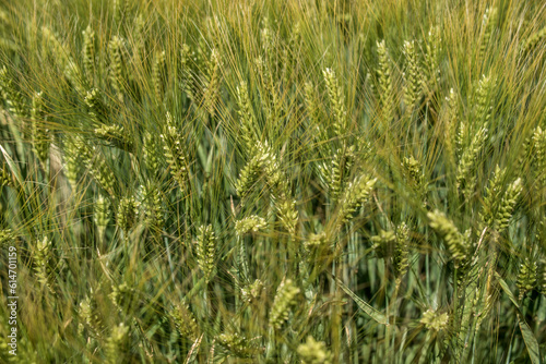Épis de blé à Valmy, Marne, France photo