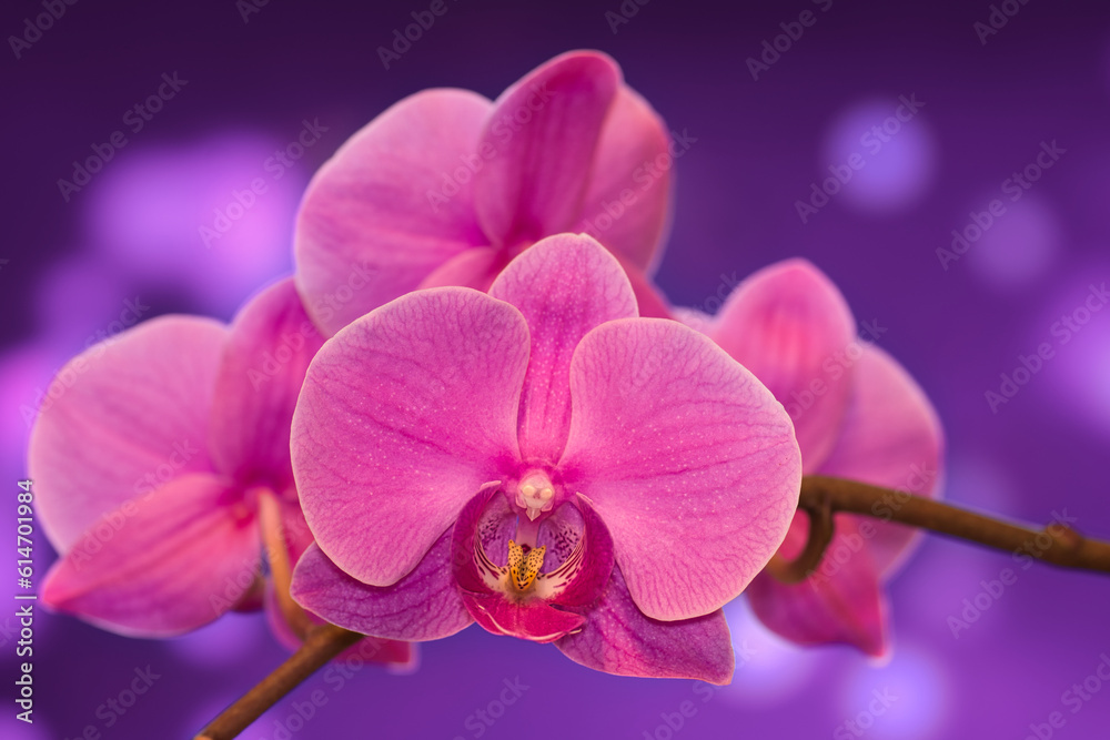 Fototapeta premium Close up of a pink orchid