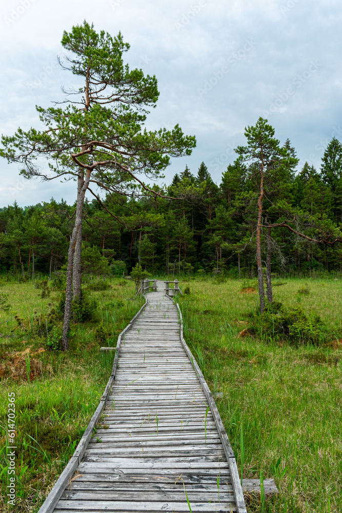 Obraz premium path leading to the forest