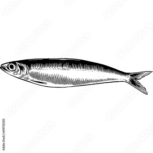 Hand drawn Sardines Sketch Illustration