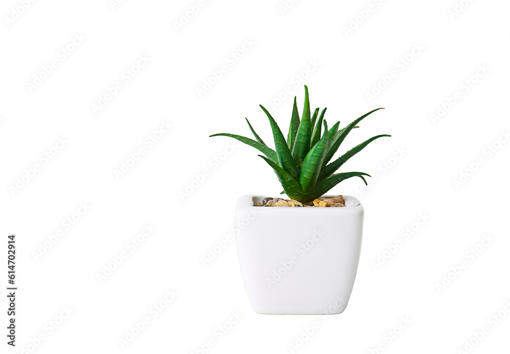 plant in a pot png