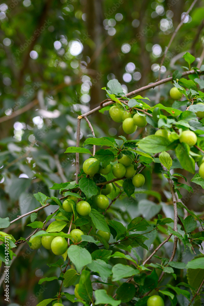 The orchard is full of fresh emerald green plums close-up. Green plums on plum tree leaves