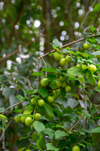 The orchard is full of fresh emerald green plums close-up. Green plums on plum tree leaves