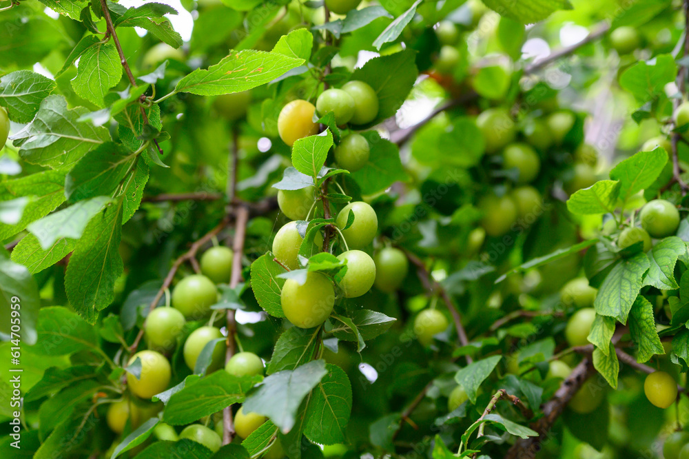 The orchard is full of fresh emerald green plums close-up. Green plums on plum tree leaves