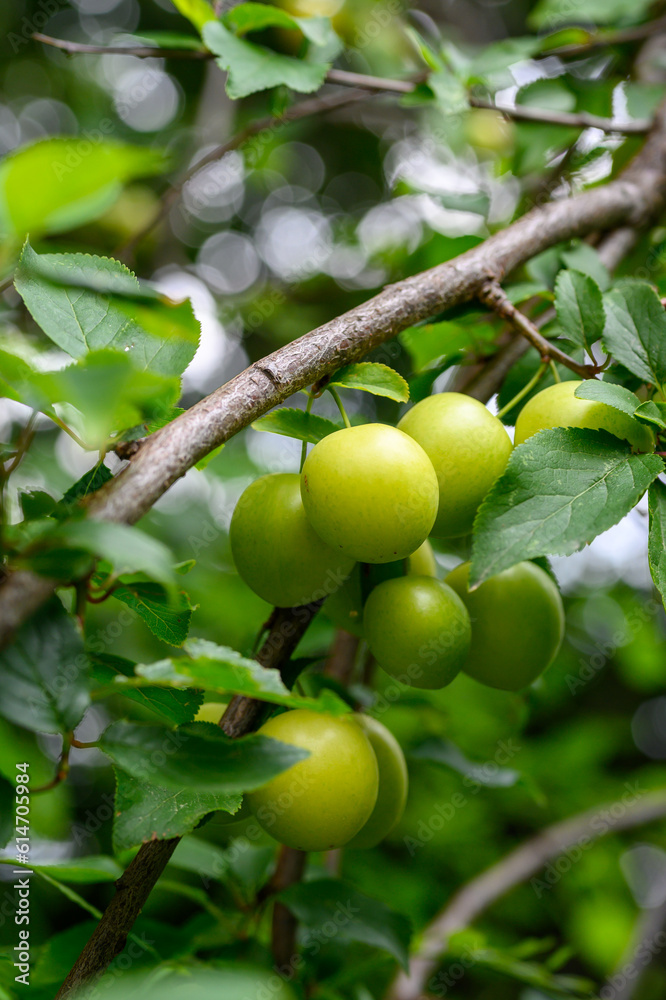 The orchard is full of fresh emerald green plums close-up. Green plums on plum tree leaves