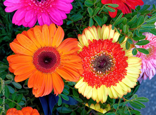 Brightly colored Gerber daisies top view close up in the garden.