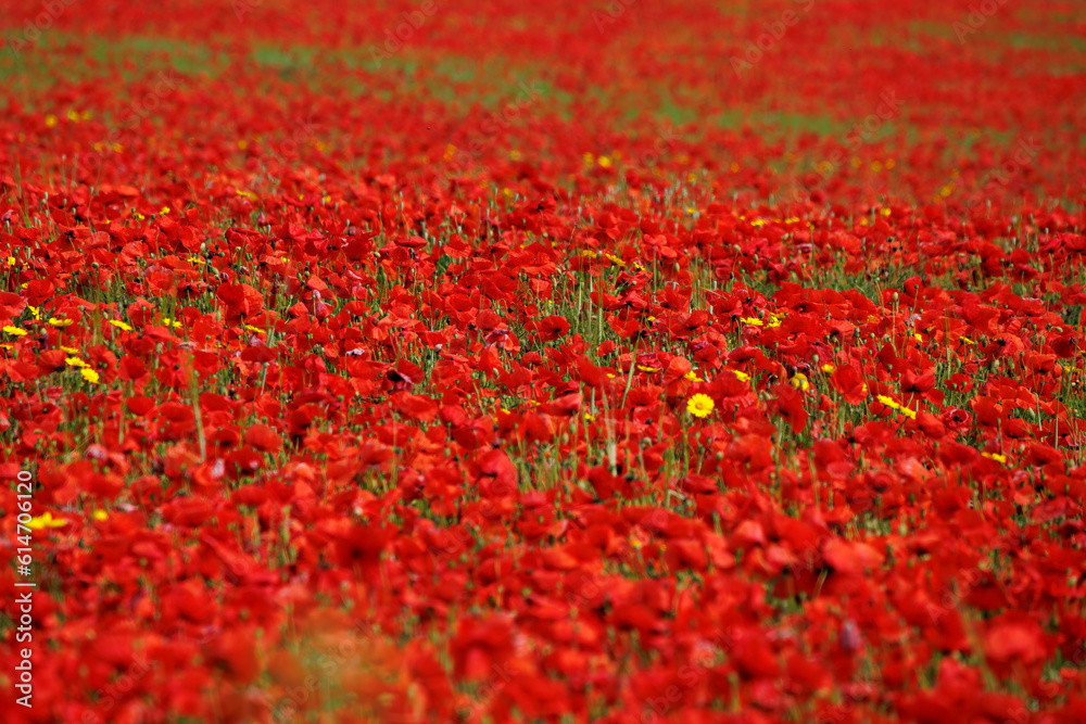 View of Poppies in bloom in a field in West Pentire Cornwall