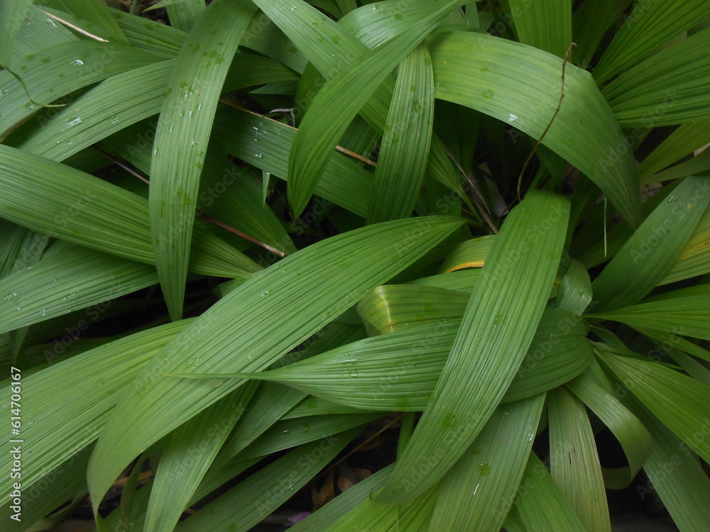 Obraz premium leaves in the garden