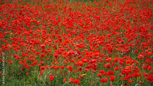 View of Poppies in bloom in a field in West Pentire Cornwall © philipbird123