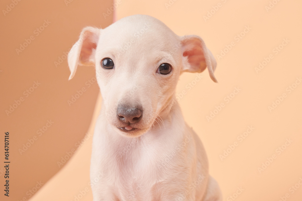 Portrait of cute Italian Greyhound puppy isolated on brown orange studio background. Small beagle dog white beige color. Portrait of cute Italian Greyhound puppy isolated on brown orange studio background. Small beagle dog white beige color.