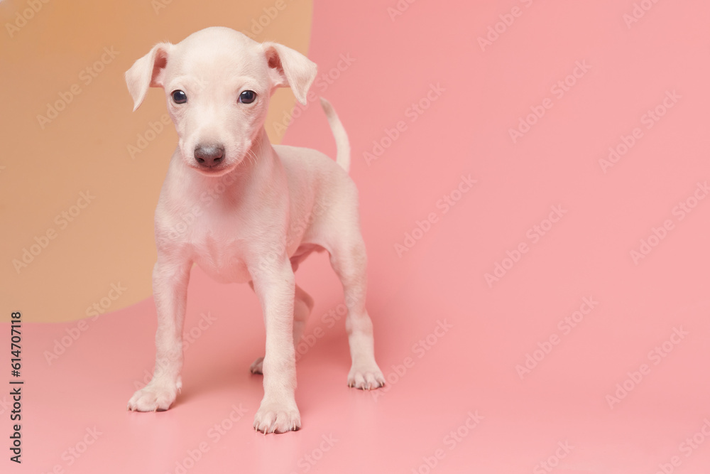 Portrait of cute Italian Greyhound puppy isolated on pink orange studio background. Small beagle dog white beige color.
