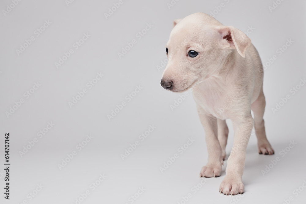 Portrait of cute Italian Greyhound puppy isolated on white studio background. Small beagle dog white beige color.