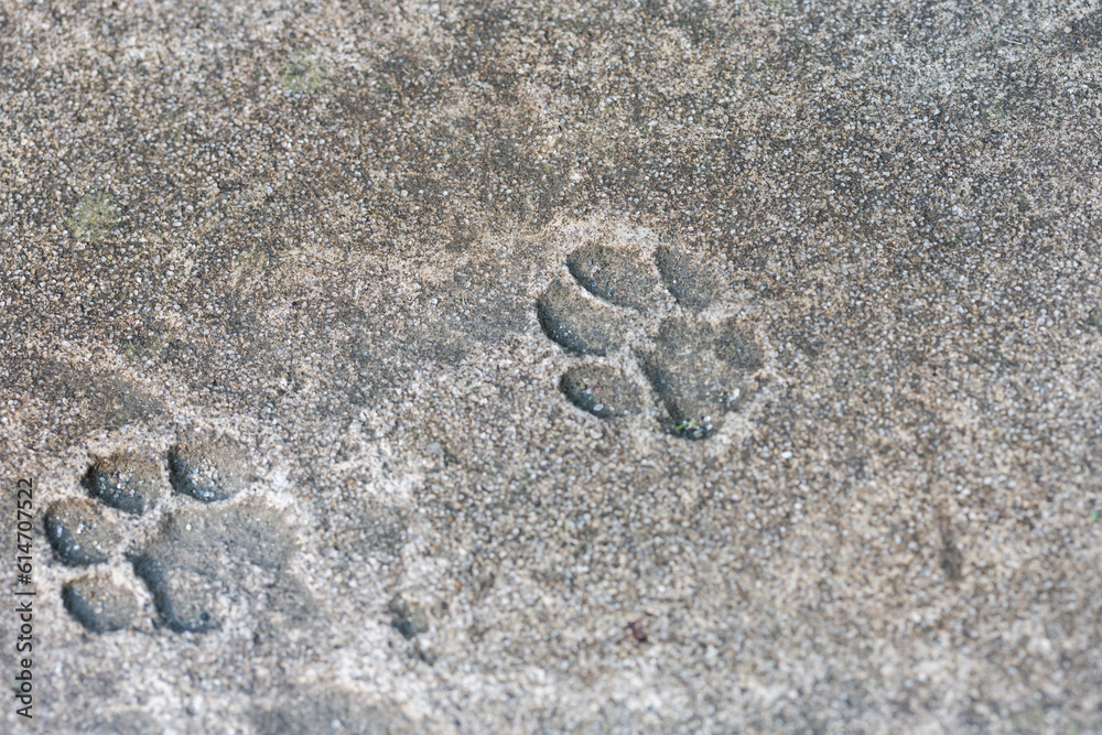 Cat's paw prints on asphalt. the imprint of the cat's paw is frozen in