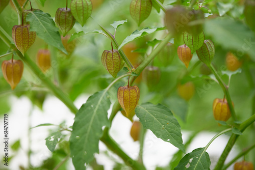 Close-up of cape gooseberry or goldenberry fruits (Physalis peruviana) 