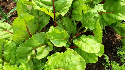 From Farm to Table: Nutritious Harvest and Sustainable Homegrown Vegetables for Fresh, Healthy Food - A Culinary Delight with Seasonal, Locally Sourced Ingredients