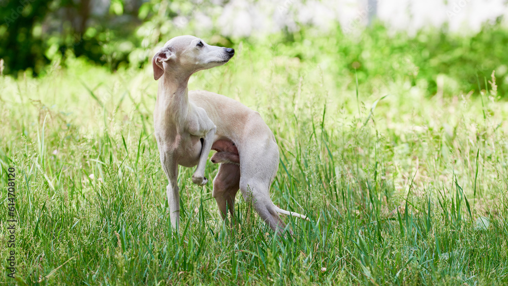 Portrait of Italian Greyhound male dog walking in green grass field Portrait of Italian Greyhound male dog walking in green grass field