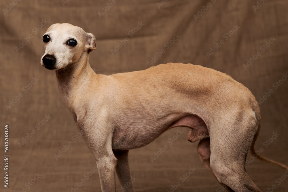 Portrait of Italian Greyhound male dog posing isolated on beige studio background