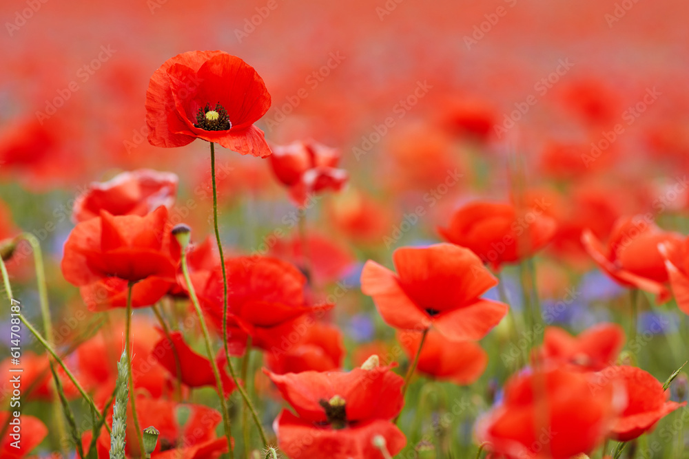 Red poppies in a poppies field. Remembrance or armistice day. Red poppies in a poppies field. Remembrance or armistice day.
