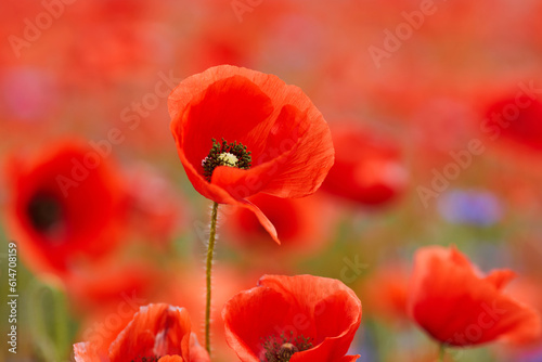 Red poppies in a poppies field. Remembrance or armistice day.