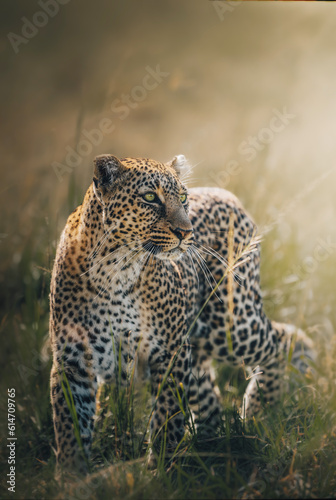 Beautiful green eyed leopard in the wild