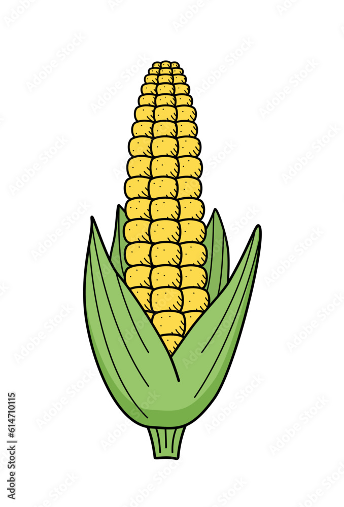 Obraz premium Corn icon doodle. Vector drawing of a ripe corn cob, vegetable on a white background.